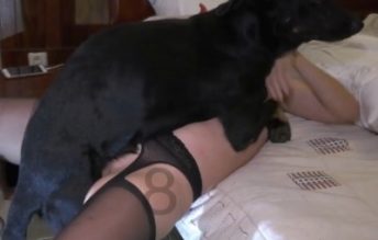 Vídeos de zoofilia da gostosa metendo com um cachorro